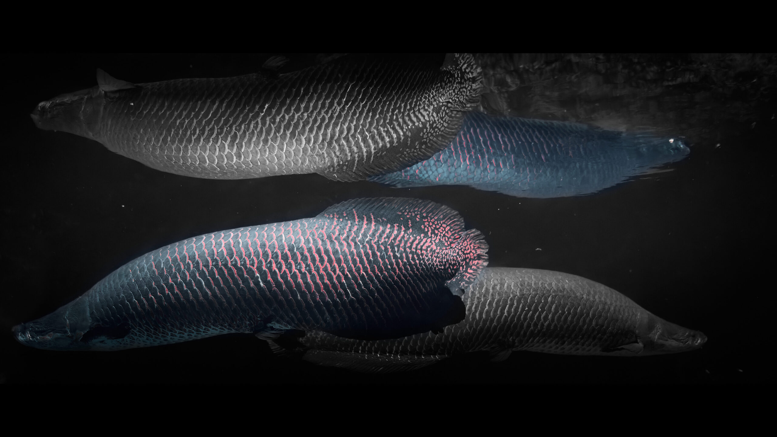 写真の言語化①【にじふぉと】